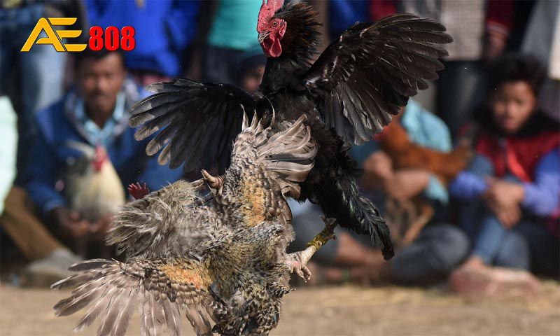 Tham gia trò chơi cá cược Chẵn/Lẻ 007Win và đầu tư số tiền tương ứng - 007Win