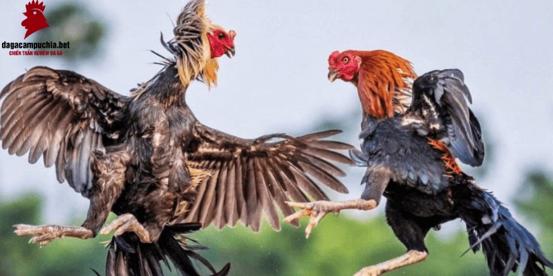 Lợi ích khi đăng nhập vào 58Win bằng điện thoại di động - 58Win